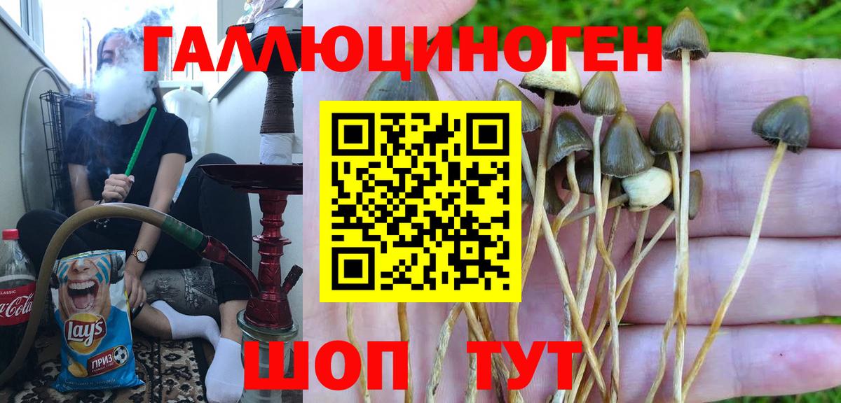 Галлюциногенные грибы Psilocybine cubensis Октябрьский